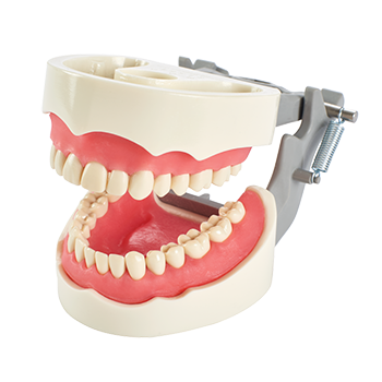 Articulated Practice Model