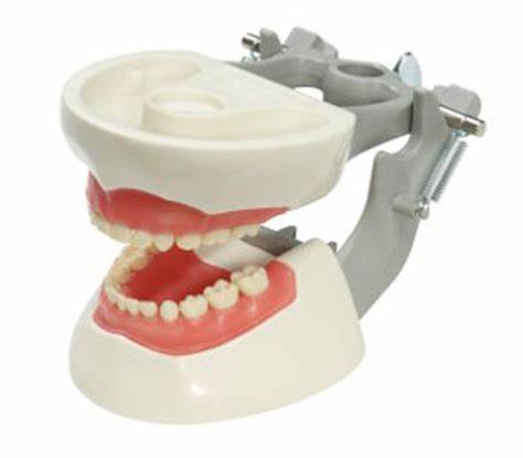 Pediatric Dentoform Soft Gingival Model